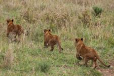 Vorteile einer Tansania Gruppenreise