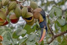 Tucan auf Futtersuche