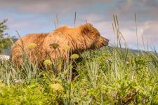 Bären fotografieren – was muss ich beachten?
