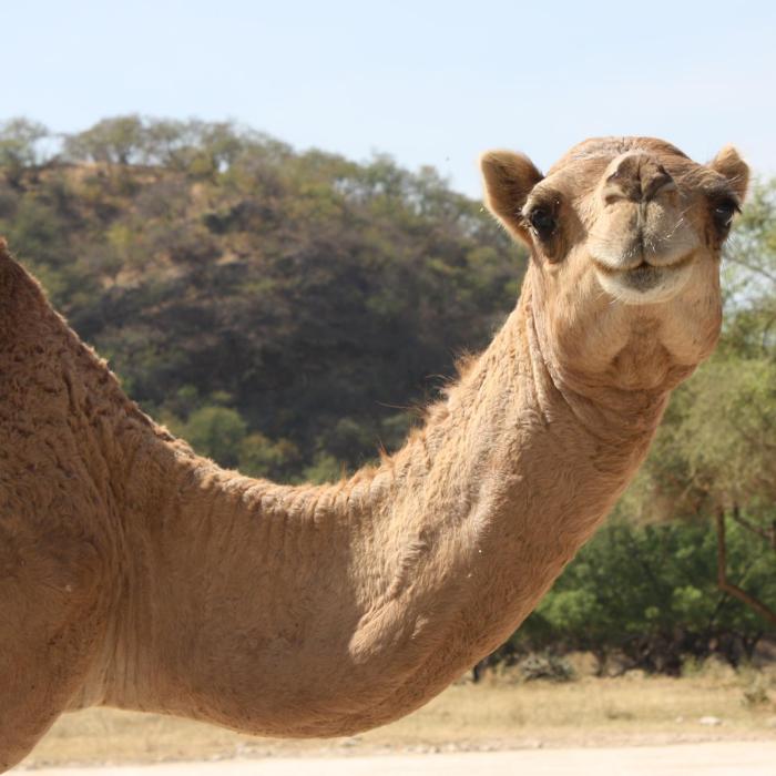 Oman Rundreise Kleingruppe