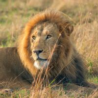 Kenia Safari & Sansibar Baden