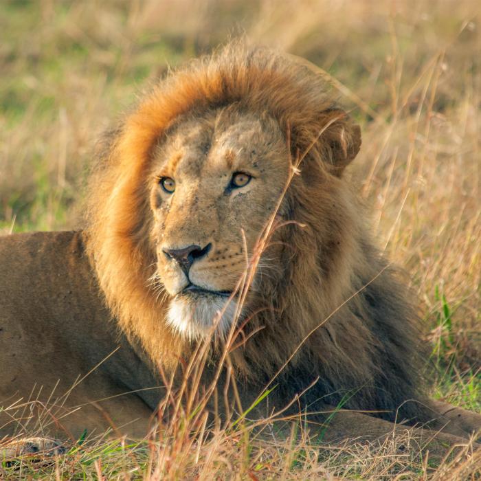 Kenia Safari & Sansibar Baden