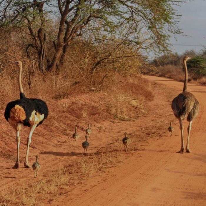 Kurzsafari mit dem Zug