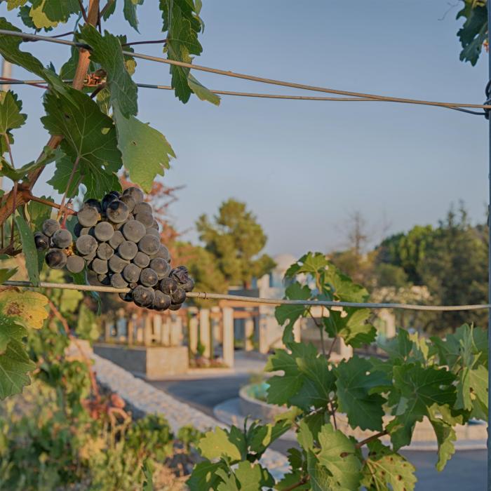 Gillham Vineyard Hotel