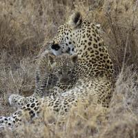 Kenia & Tansania Rundreise