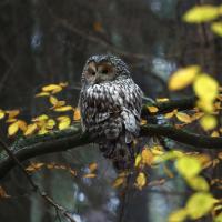 Fotoworkshop Bayerischer Wald