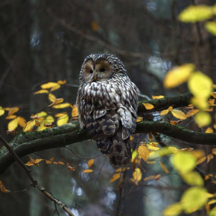 Fotoworkshop Bayerischer Wald