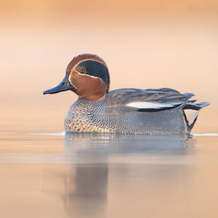 Fotoworkshop Wasservögel