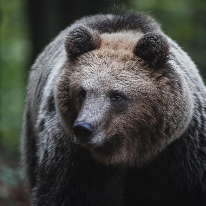 Workshop Bären und Vögel