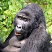 Private Uganda & Ruanda Erlebnisreise & Safari