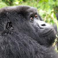 Uganda & Ruanda Kleingruppen Reise