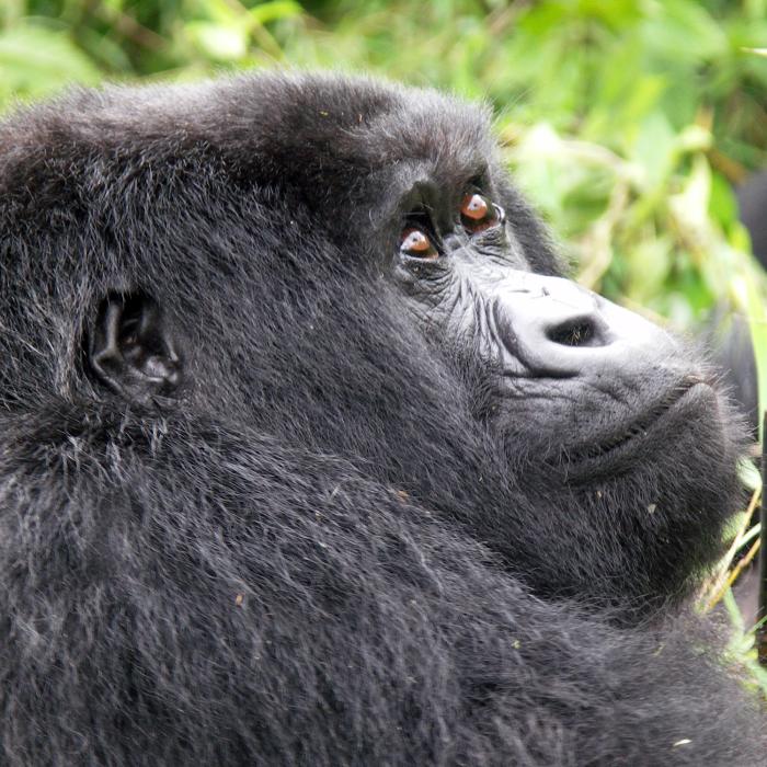 Uganda & Ruanda Kleingruppen Reise