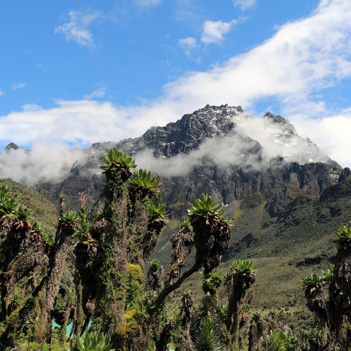Individuelles Ruwenzori Trekking