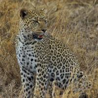 Private Tansania Safari