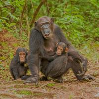 Schimpansen im Gombe-Stream-Nationalpark