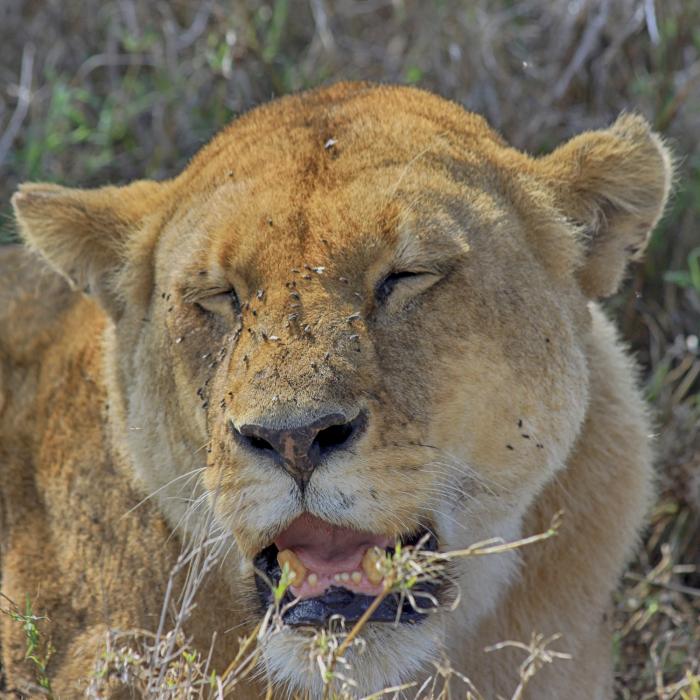 Kleingruppen Serengeti Safari & Rundreise