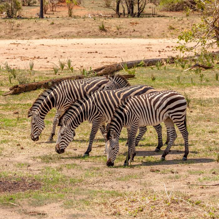 Mikumi, Ruaha, Selous - private Safari