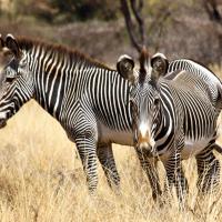 Samburu, Lake Nakuru, Aberdare & Masai Mara