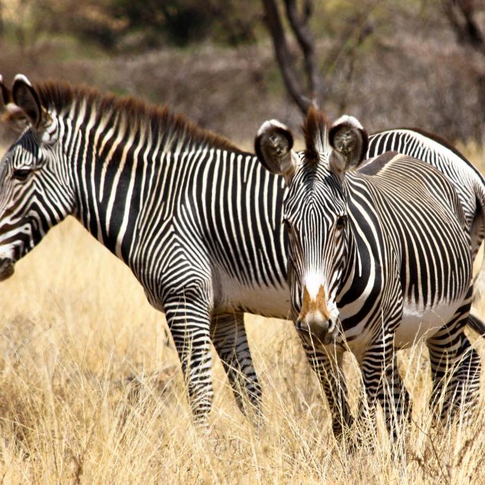 Samburu, Lake Nakuru, Aberdare & Masai Mara