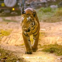 Große Tiger Safari