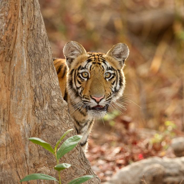 Auf den Spuren der Tiger und Nashörner in Indien