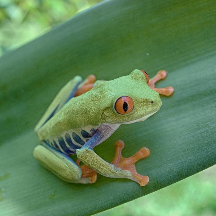 Das Grüne Paradies zwischen Karibik & Pazifik