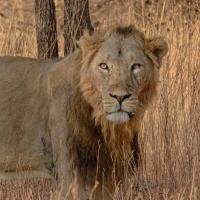 Tiger, Löwen und Leoparden