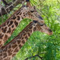 Kurzsafari im Selous Reservat