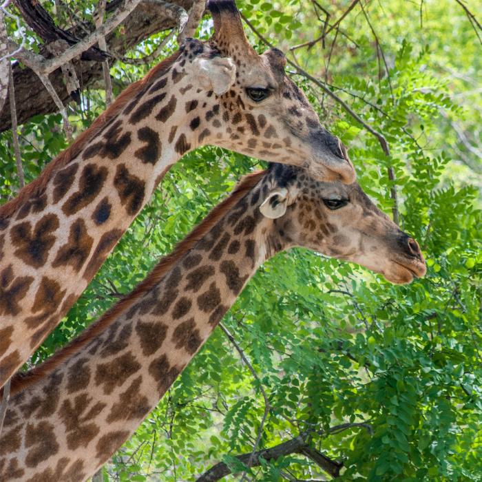 Kurzsafari im Selous Reservat